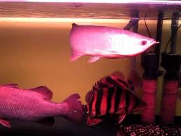 Image result for arowana fish collections