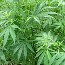 Resultado de imagen de Legalization