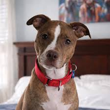 Dog Name: Pandora Breed: Mixed breed Sex: Female Age: 3 years old Weight: 45lbs Medical Needs: Needs to be retested for heartworm in 6 months Housebroken: Yes if kept accountable; she doesn't