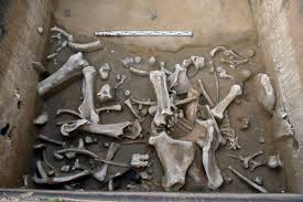 Mystery as prehistoric woolly mammoth graveyard discovered in Russia - did animals go there to die? - The Mirror