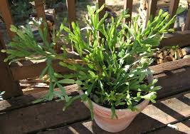 Image result for pictures of potted plants in our homes
