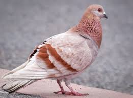 Image result for pigeons