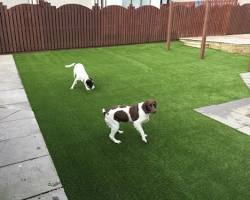 Image of dog digging and playing on artificial grass without causing damage