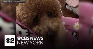 CBS News - News update