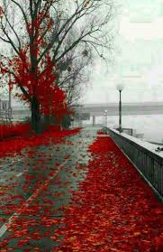 Image result for ‫درخت پاییزی‬‎