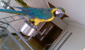 Image result for baby macaw parrot for sale