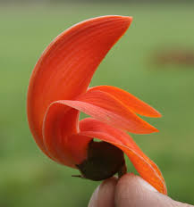 Image result for palash flowers free download images