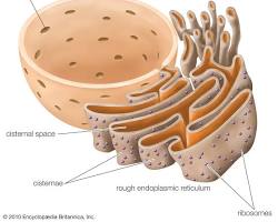 Endoplasmic reticulum in a cell