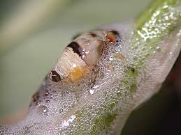 Image result for spittle bug