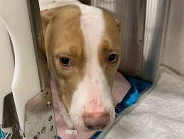 Amy Needs Your Help! — Muddy Paws Rescue