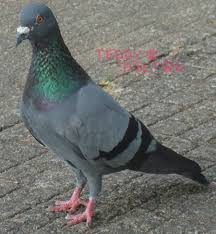 Image result for pigeons