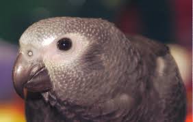 Image result for african grey parrot for sale