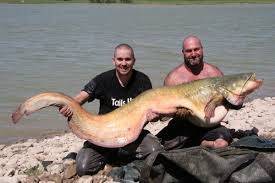 Image result for wels catfish