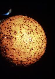 Résultat de recherche d'images pour "scale insects"