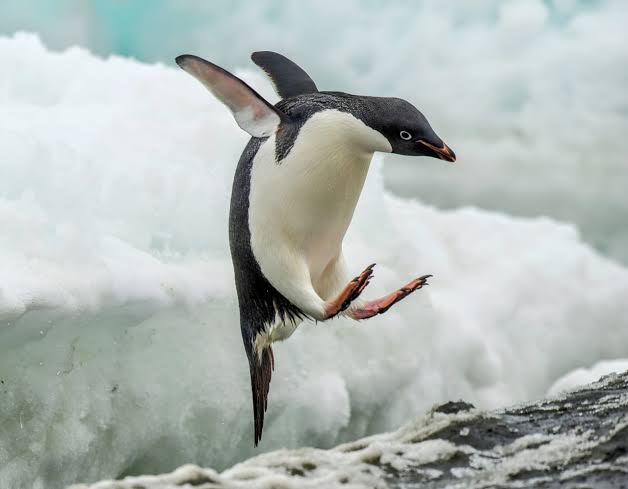 Melting sea ice has a direct impact on Adélie penguin survival - Earth.com