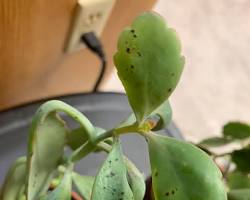 scale insects on a kalanchoe plant