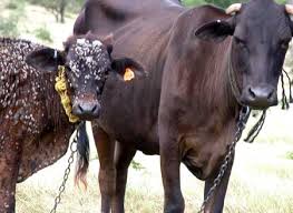 Image result for "ringworm in cattle"