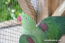 Pictures of 2 parrots talking like humans cross <?=substr(md5('https://encrypted-tbn2.gstatic.com/images?q=tbn:ANd9GcRbRYeTwniMs2Pt8XUt29lyJQNnzwmOeC6FEDdeasHKX_zmNvO1FWw6gH4'), 0, 7); ?>