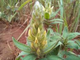 Image result for Crotalaria kipandensis