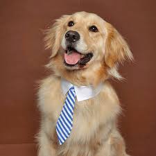 Image result for photo of a dog with a tie on its neck