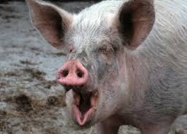 images?q=tbn:ANd9GcRbcVcbcowbPNrXhWfSMvNUqepQq1fRVaiNJ8gujsfwctXKak3V