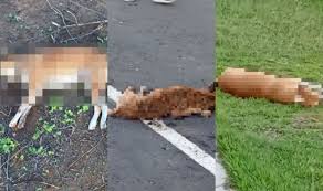 Suspeita de envenenamento mata ao menos 11 cães em Paulistana