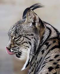 Resultado de imagen de linces