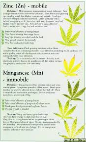 Image result for zinc burn in plants