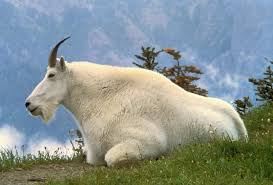 Image result for goat