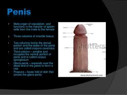 Image result for how to insert male organ into female organ