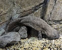 Salamandra-gigante-da-China