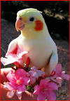 2 parrots singing and talking wendy <?=substr(md5('https://encrypted-tbn2.gstatic.com/images?q=tbn:ANd9GcRbssyN9vgy_K9kP7kR9RccTMha6O7Zm6BEkB-imhUUDkwanXBRCWp5XZVM'), 0, 7); ?>