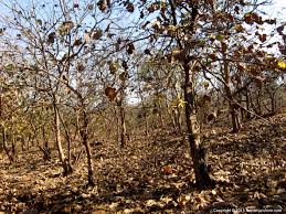 Image result for sagwan image green tree image