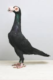 Résultats de recherche d'images pour «&nbsp;carrier pigeons&nbsp;»