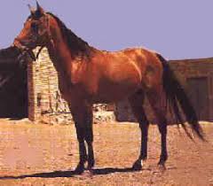 Image result for IRAN HORSES
