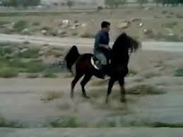 Image result for IRAN HORSES