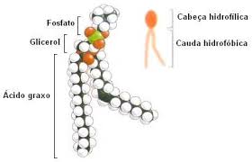 [Biologia] Bioquímica  Images?q=tbn:ANd9GcRcAFA6wwfeGIo8IfpqtcTjCprfmwxD27bF6X9TTSE-bjMMOeSH