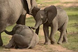 Elephant Calves Say A Touching Goodbye To Their Dying Mother ...