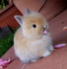 Image result for cute pictures