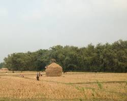 Image of farming in Nepal terrace farming and terai plains paddy field seasonal crops