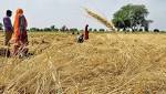 Paddy hiked 200/quintal, cost additional