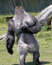 Happy #internationalyogaday 🐒 , , , , , Make your mind ...