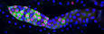 Whole-mount in situ hybridization detection of mRNA in GFP-marked