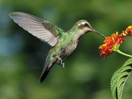 Resultado de imagen de naturaleza imagenes