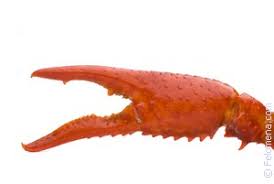 images?q=tbn:ANd9GcRcF58AakdGi3ObNIxX7OIZkLd8CbuB7Xal_RUEAKUf-Emaf4yB