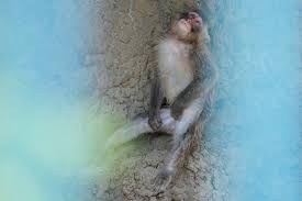 Punch the monkey, once abandoned, gets 2,500 cards for his first birthday