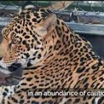 Jaguar escapes enclosure Orleans zoo,