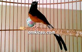 Hasil gambar untuk murai batu