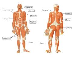 Resultado de imagen para cuerpo humano