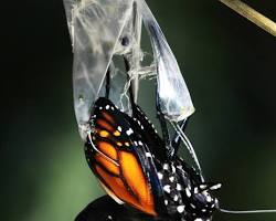 Image of butterfly emerging from a cocoon